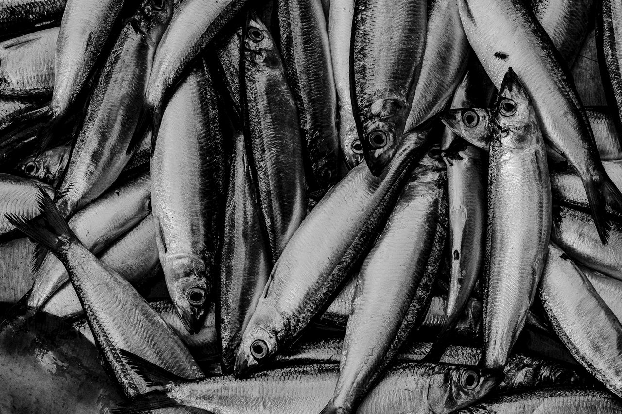 High-contrast black and white photo showing a close-up of fresh fish arranged.