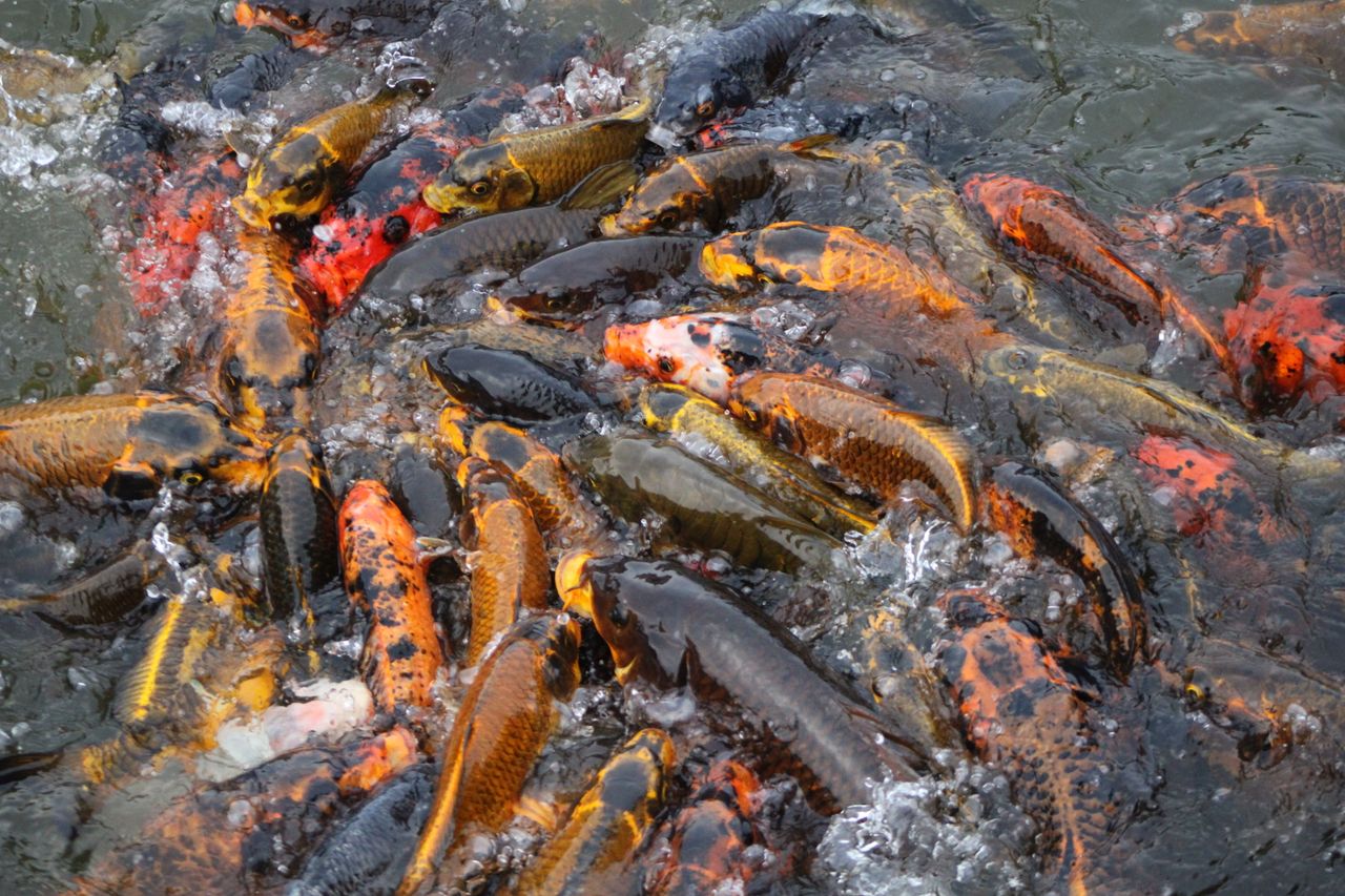 A colorful group of koi fish swimming energetically in a pond, showcasing nature's vibrant hues.