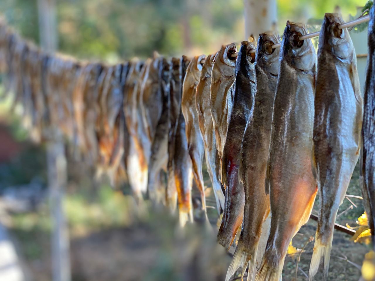 A line of dried fish hanging on sticks with a blurred outdoor background.