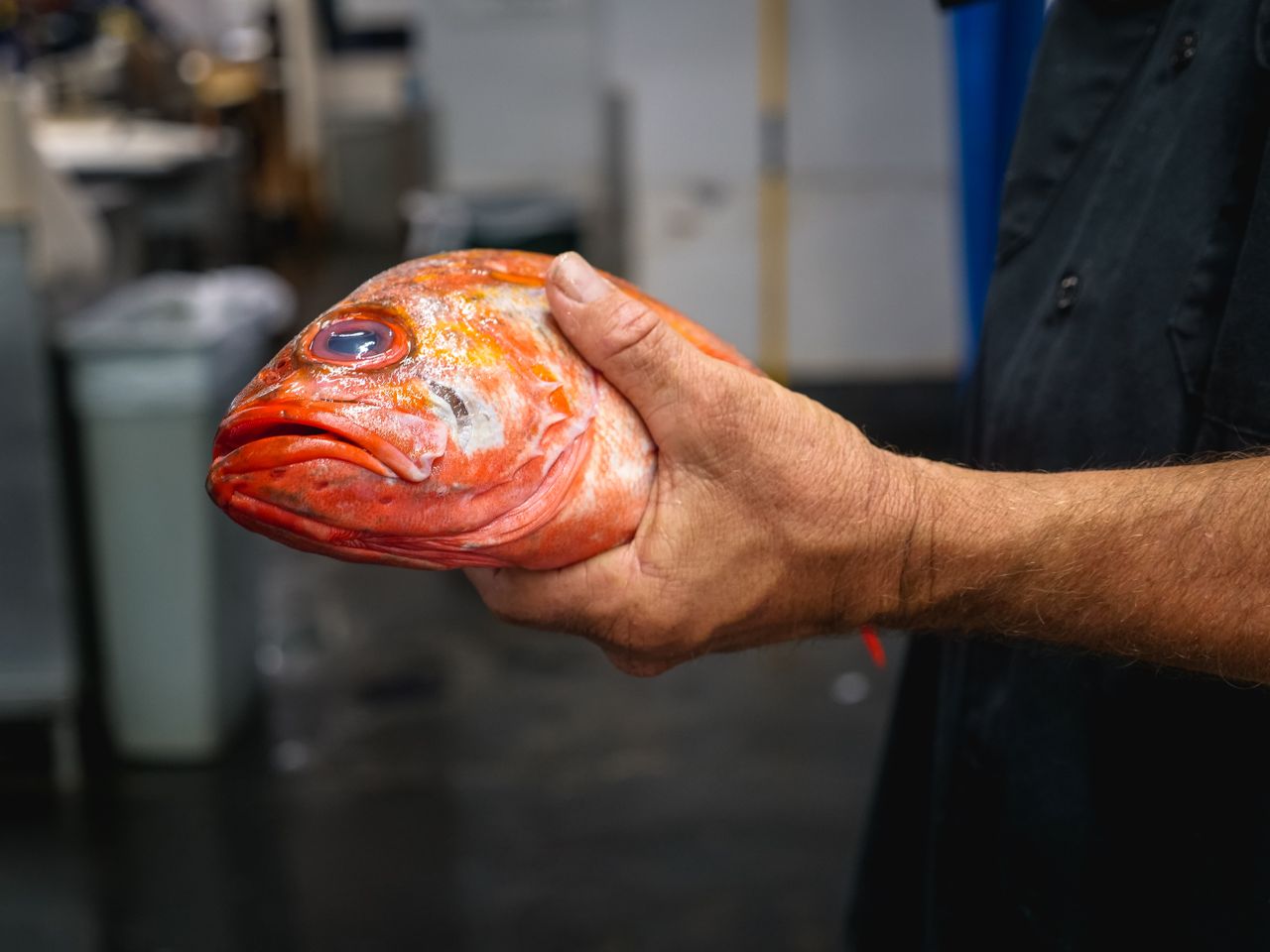 A chef holding a vibrant red fish head in a kitchen setting, showcasing fresh seafood preparation.